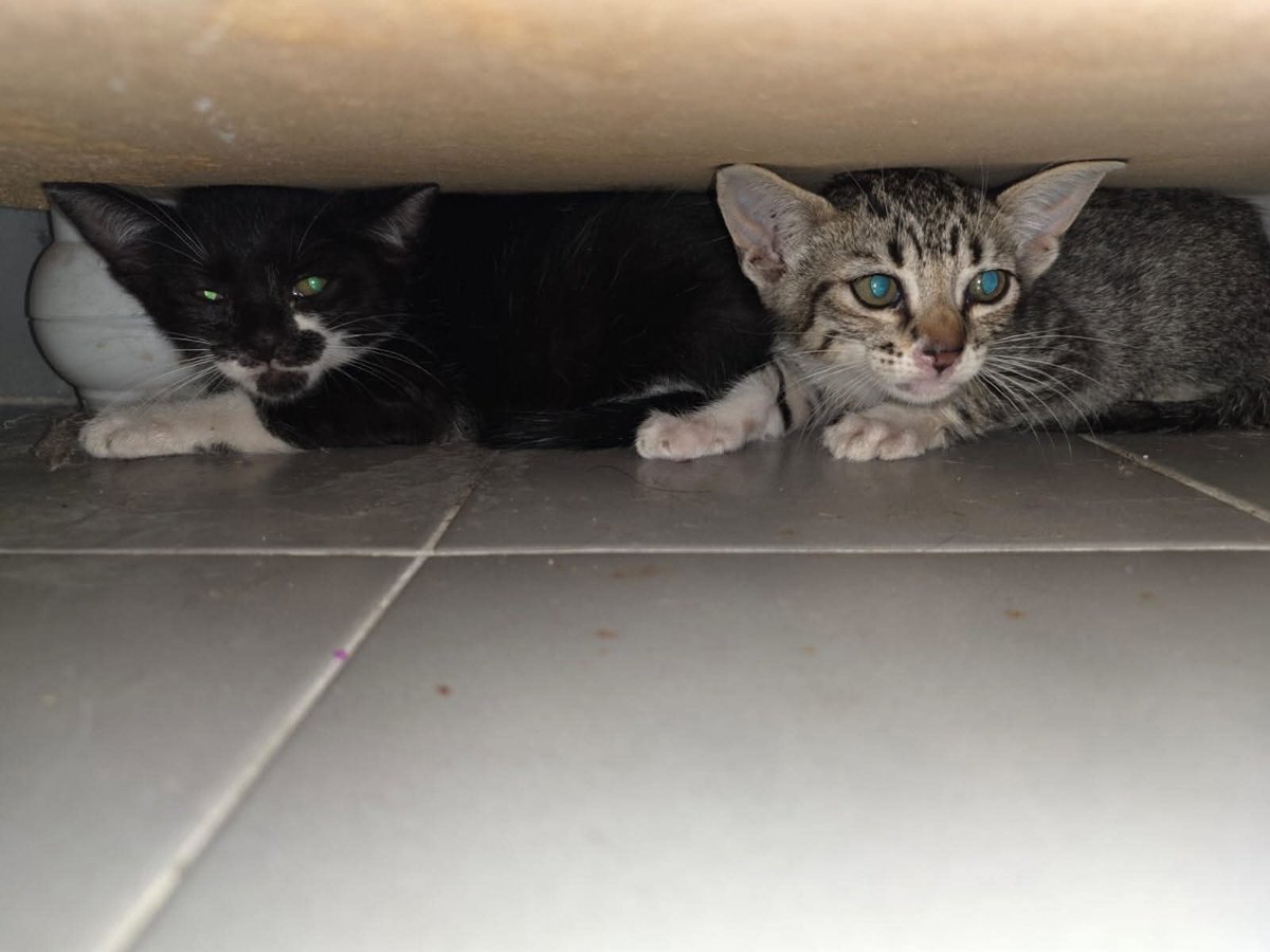 URGENTE! MALTRATADOR EN TIGRE
Ellos dos se salvaron, fueron rescatados y estan con miedo, pero ellos lo van a lograr, no como sus hermanitos o tios o padres, que por maullar les pegaban la boca con poxipol y los ahogaban en bolsas. Es urgente sacar a los que quedan de ahi⬇️
