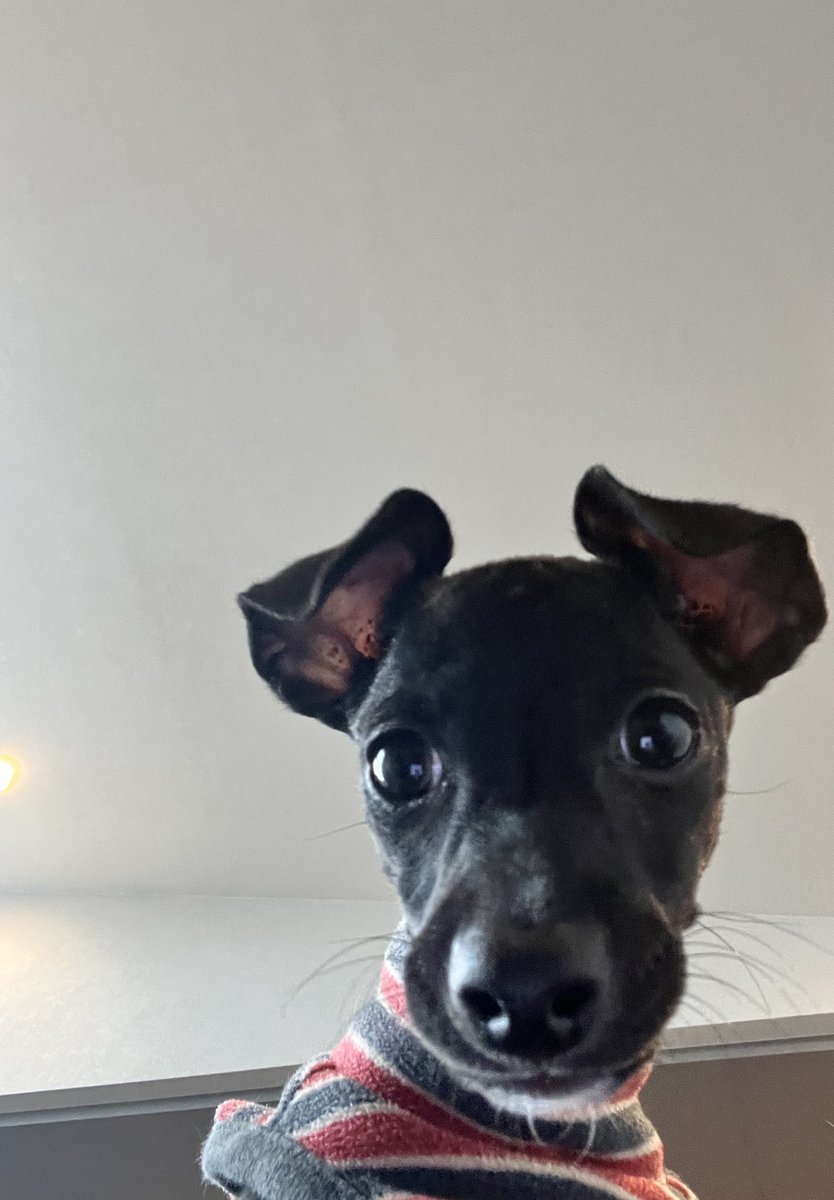 🐶🤳📸 #イタリアングレーハウンド #イタグレ #犬好きさんと繋がりたい