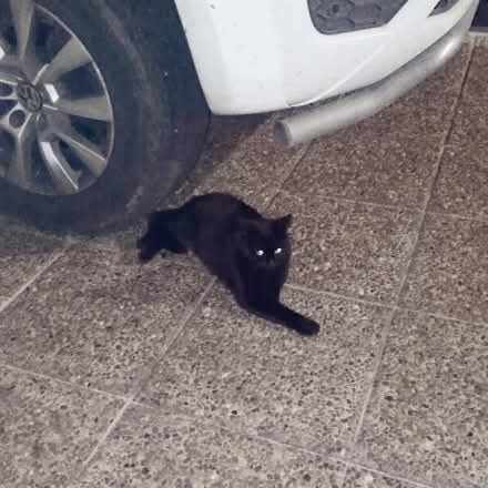 GATITAD EN ADOPCION EN VILLA ADELINA

Gatita en un estacionamiento, menos de un años, ya esta castrada, es muy timida pero cariñosa. Urge sacarla de ahi.  Berenice 11 76119023

#GatitosenadopciondefansZONANORTE