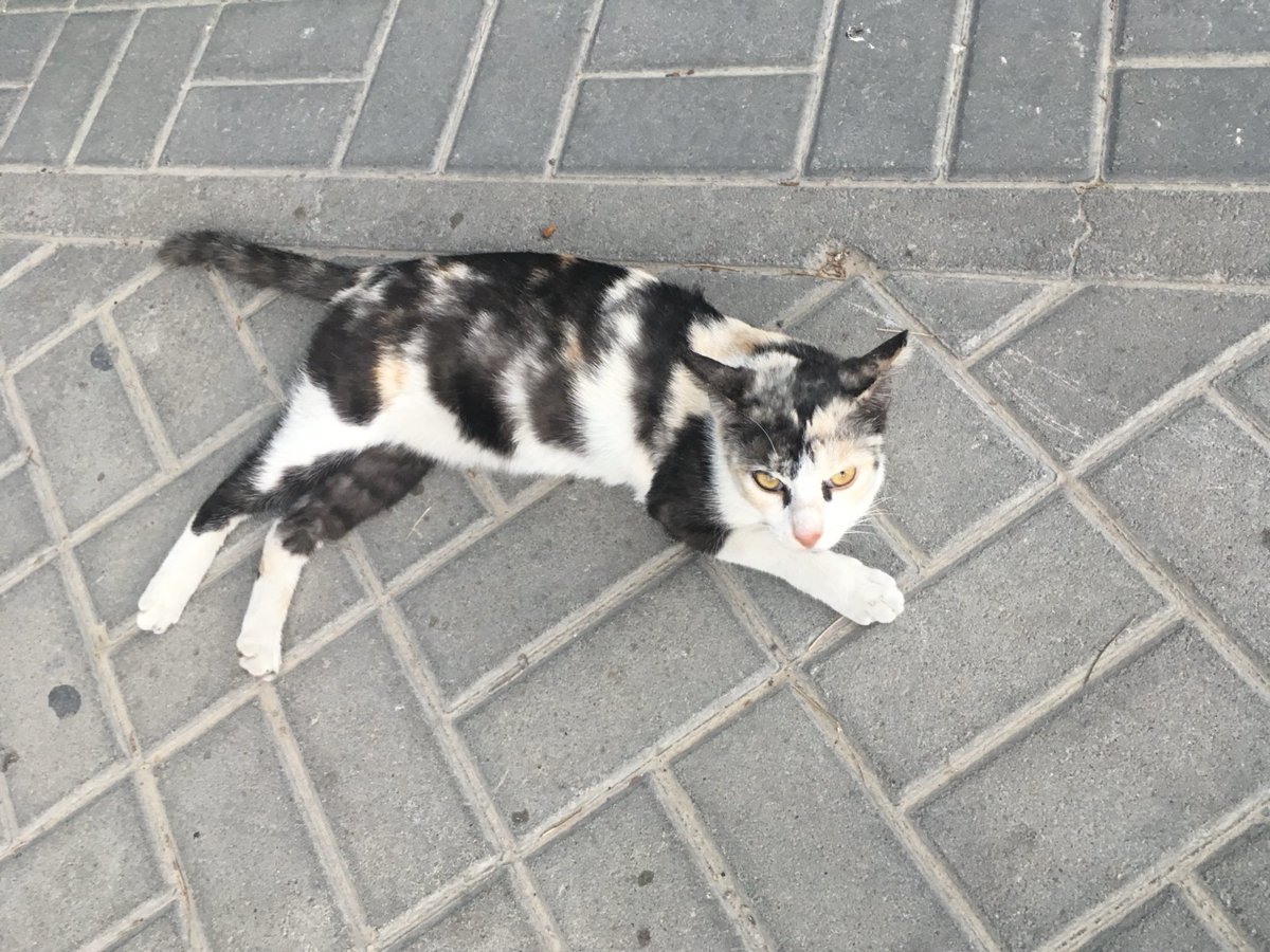 tanobikeruto's tweet photo. 攻撃受けた地点に住んでる方々、そしてそこで出会った外猫ちゃんたちが無事でおれますように

(ここら辺のノラちゃんたちはアラビアンマウという種類だそうです)

#イラン　#ドバイ https://t.co/vigPOXXl0j
