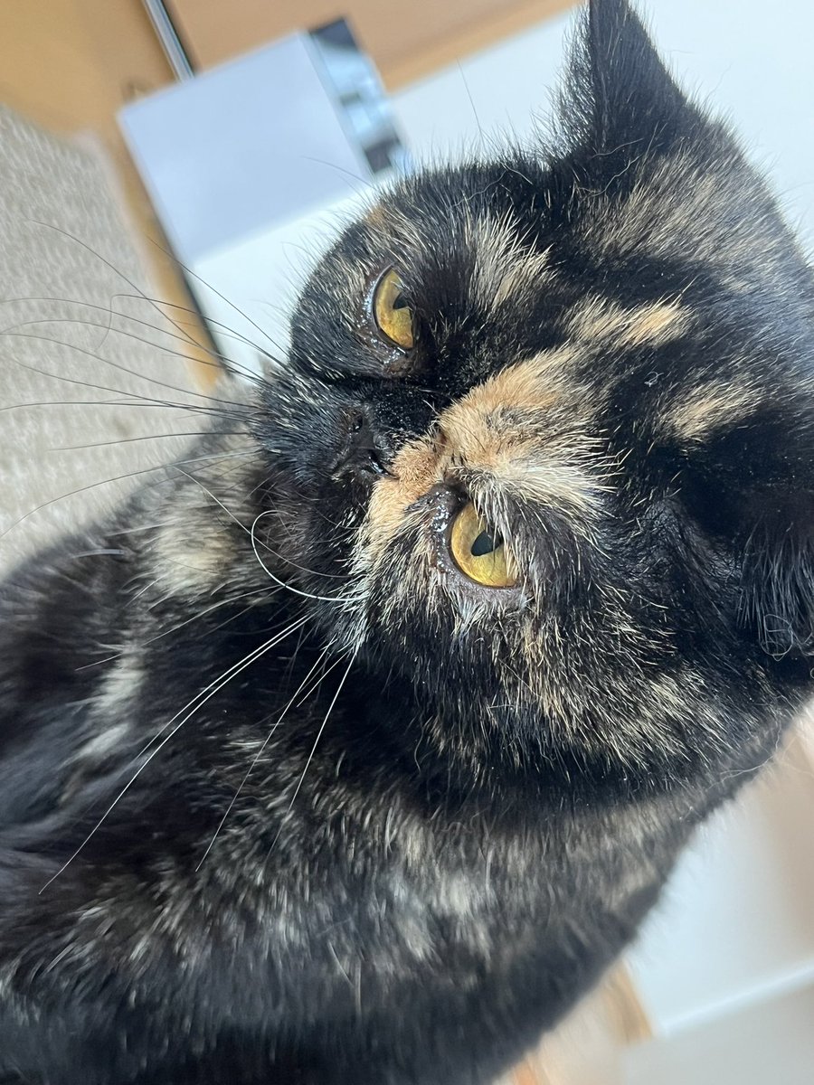 箱を占拠した猫と、箱戦争に敗北した猫(in実家)