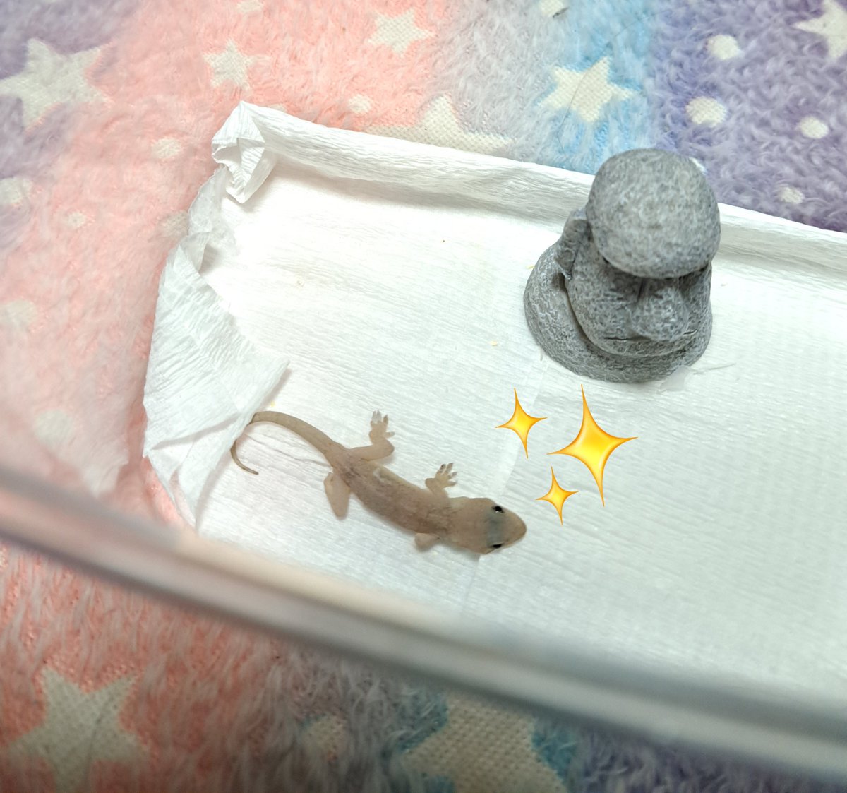 squat0810's tweet photo. らいちゃん顔周りの脱皮が難しいらしくカラカラみたいになってたからお手伝いさせて頂いた( ˘  ˘ https://t.co/qU2aRgVdBU