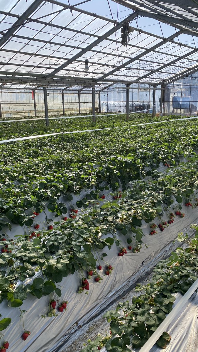 mossan093's tweet photo. 昨日は家族で久しぶりのお出かけ。
いちご狩りに行ってきた🍓
子供達は大喜びでたくさんいちごを食べ大満足🌿

いつもミニバスばかりだけど、たまには家族の時間も大切だね！ https://t.co/jLtd6hd5ga