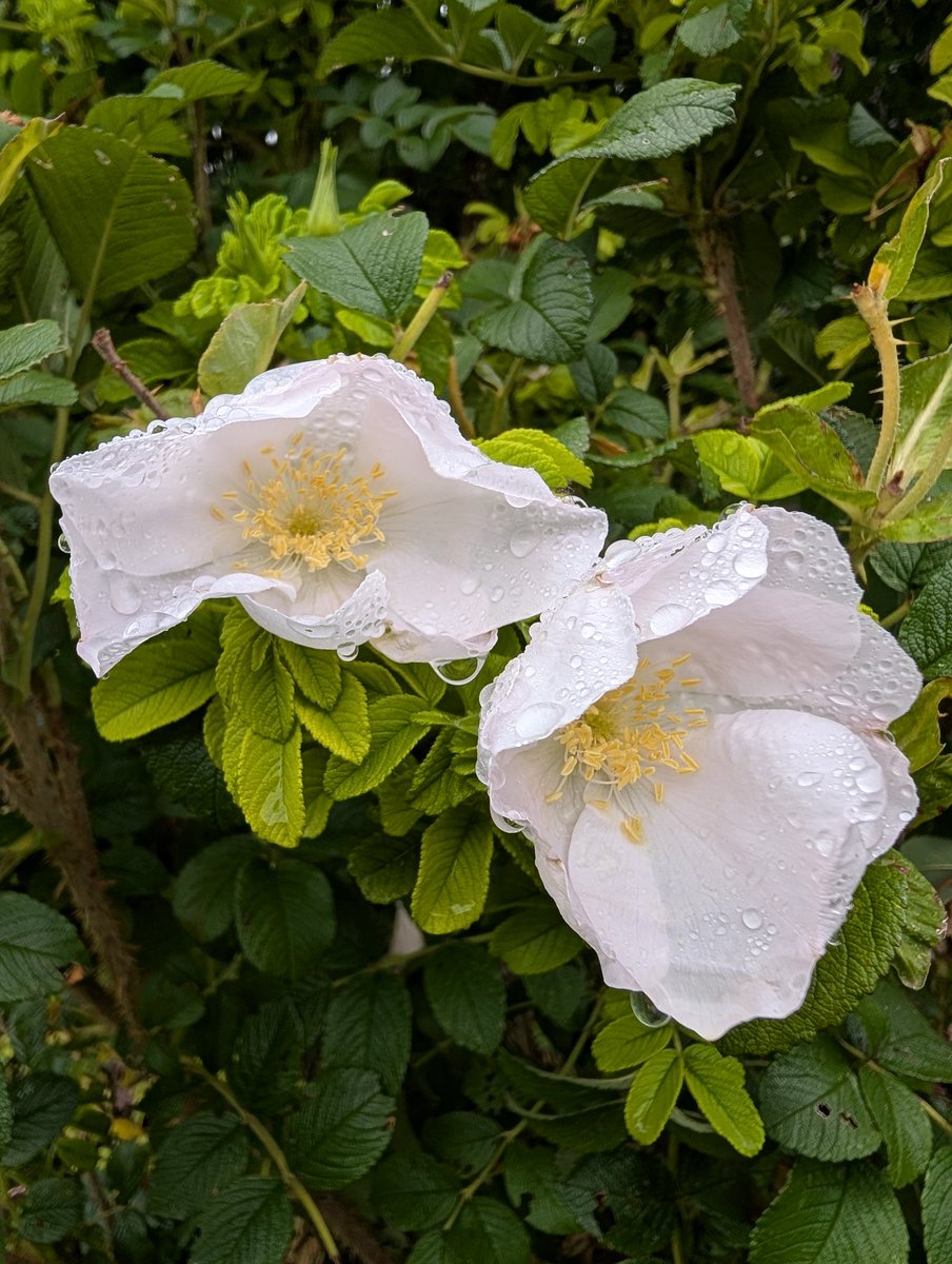 John Sheely tweet media