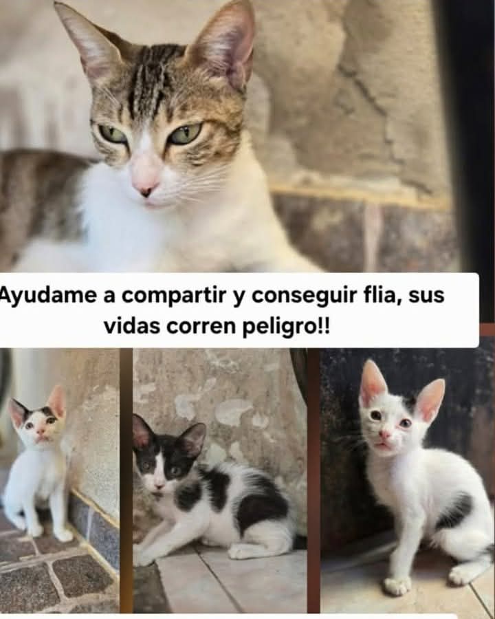 GATITOS EN ADOPCION EN VILLA URQUIZA

Gatas mamas castradas ya. Hay mas gatitos que estos. Escriban a Alicia 1124923264

#GatitosenadopciondefansZONACABA