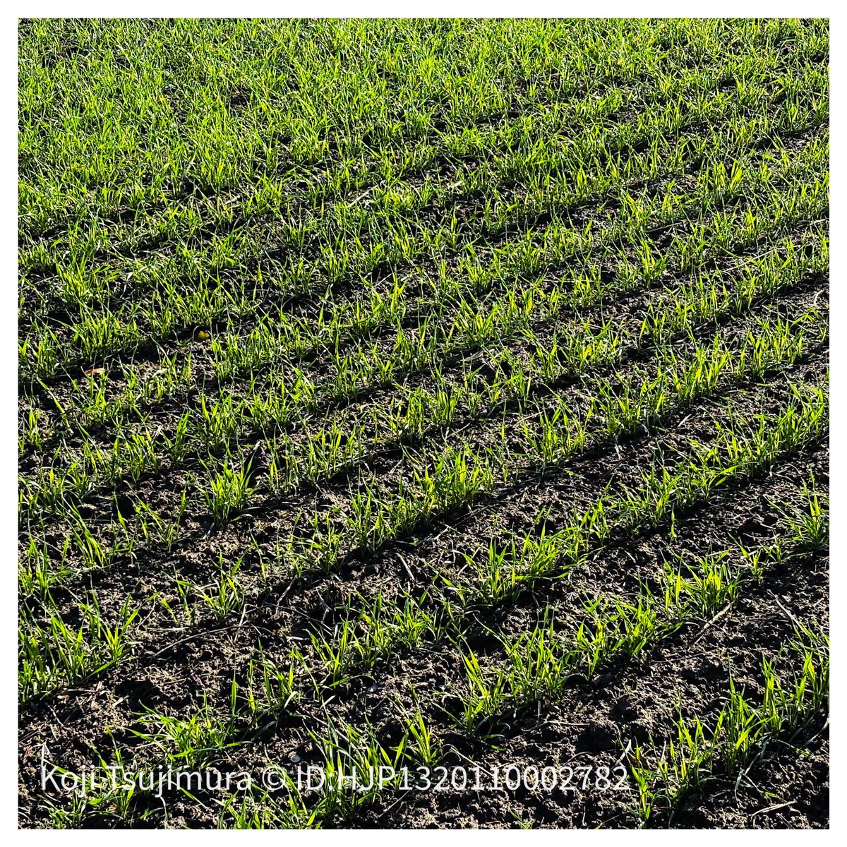 ビワマス稚魚調査で半世紀ぶりに見たギギの稚魚！定点観測してる勧請縄とスイレンの池。 ムギが育ってきた田圃。春が近づいて来ました。