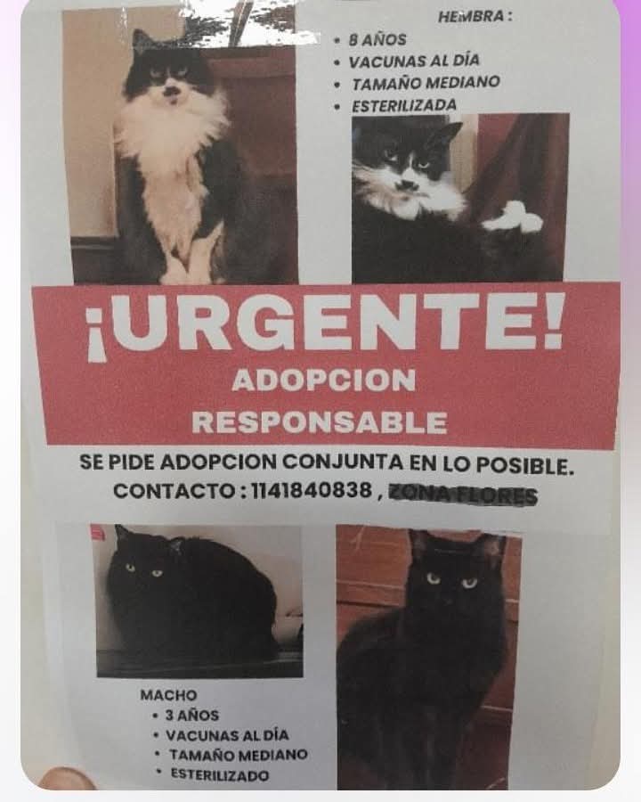 GATITOS EN ADOPCION EN FLORES

Su humano falleció y van a quedar en la calle cuando la familia entregue el depto en alquiler esta semana.. Difusion por favor! 

#GatitosenadopciondefansZONACABA