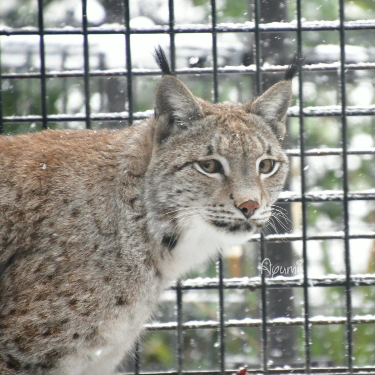 ハズキちゃん❤️ この前のペアリングが上手くいったようなので