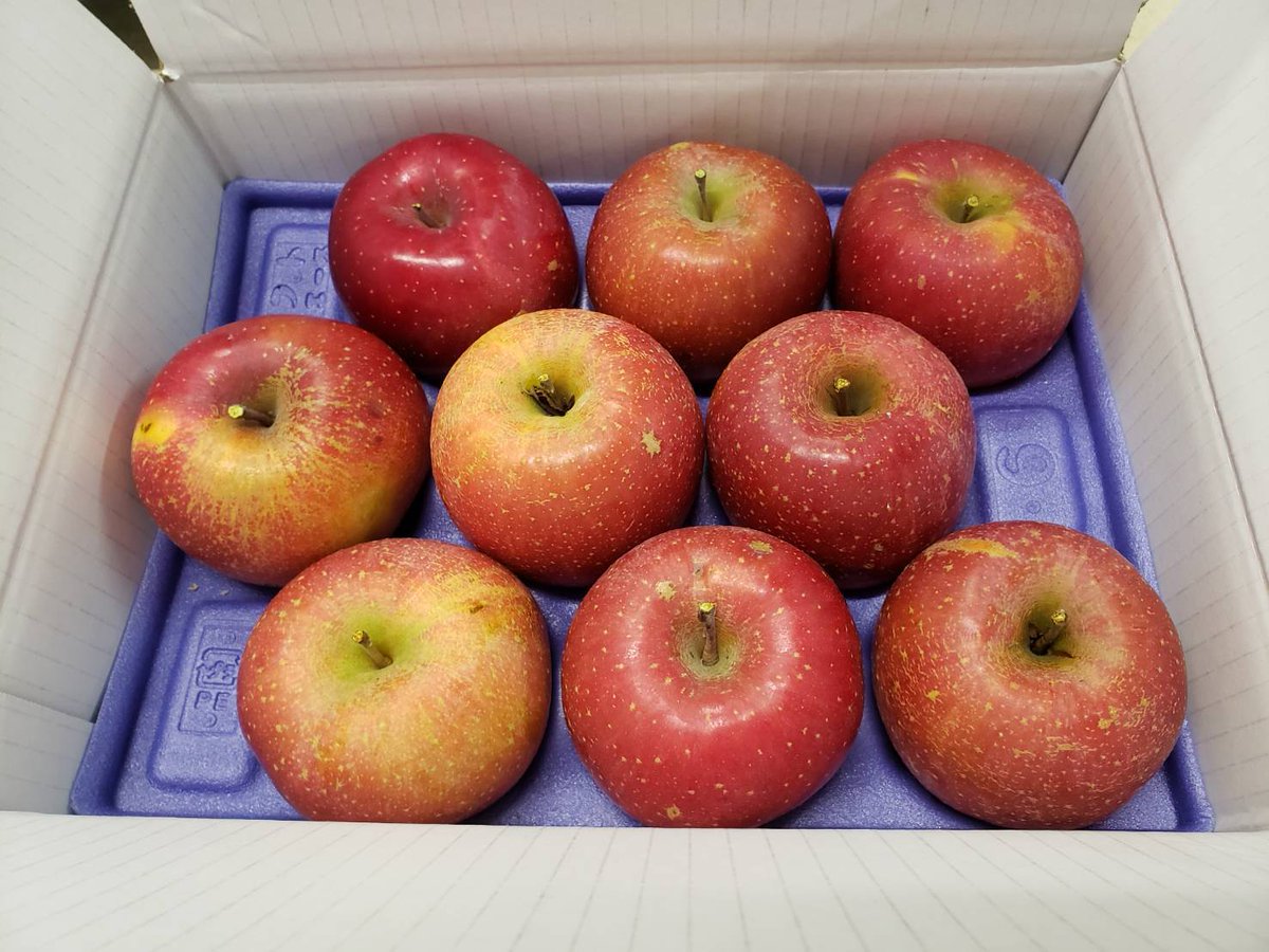 2026年初のプレゼント企画開催します🎁
春りんご3キロ箱を 3名様にプレゼント🍎

りんごのことわざで 
「1日1個のりんごは医者を遠ざける」 という言葉が
あるそうです☺
寒暖差が激しい今をまるせい果樹園のりんごで
乗り切りましょう⛄☀

【応募方法】
1．@Yukiemaruseiをフォロー