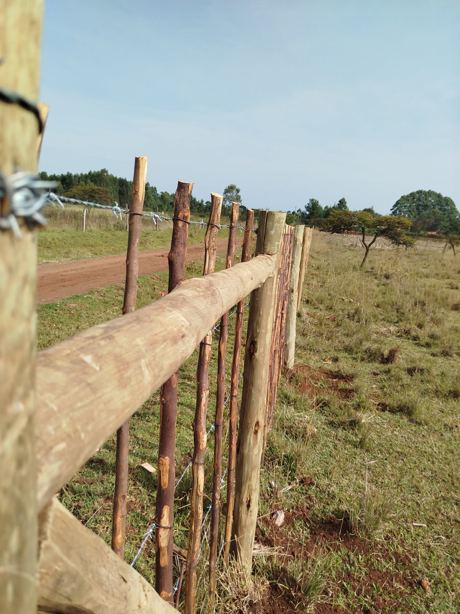 CHOBOS™ tweet media