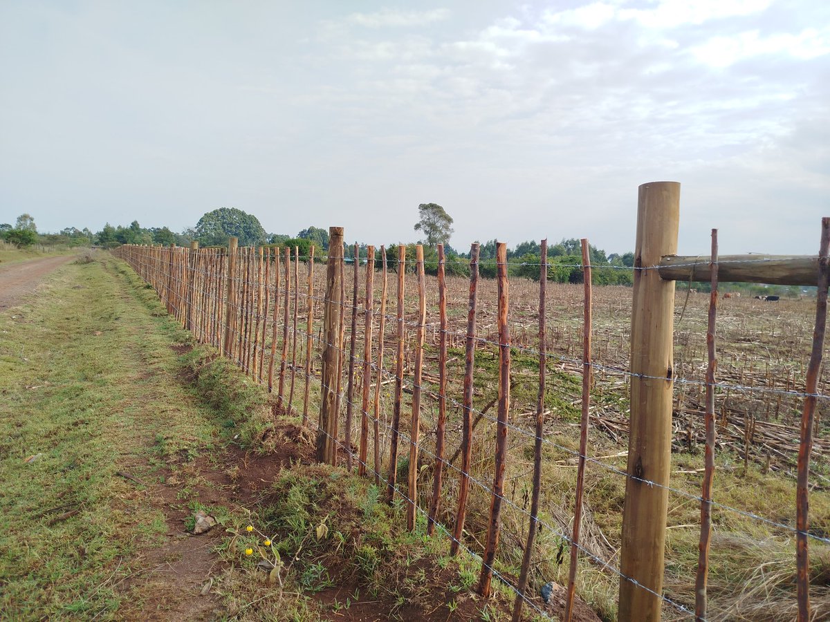 CHOBOS™ tweet media