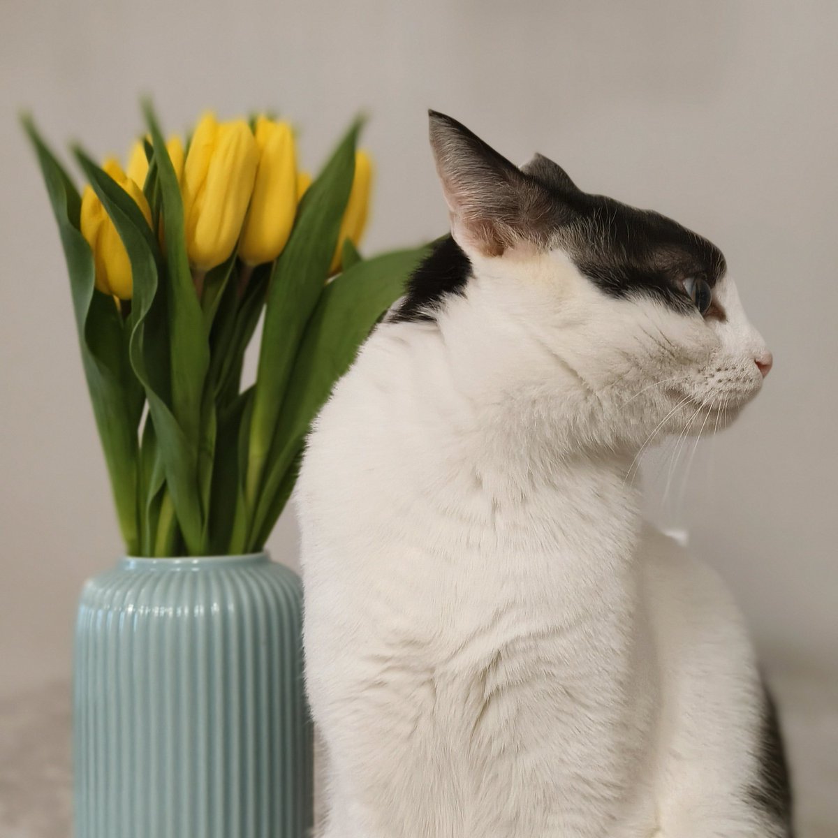WhisperMoonCat's tweet photo. Whisper’s Spring Selfie with Tulips 🌷
#CatLovers #SpringSelfie https://t.co/2SgXfl3HsV