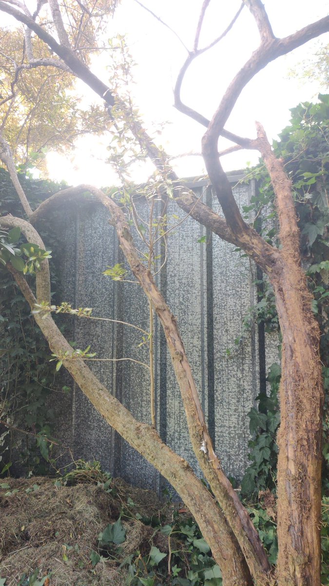 AtTreyFive tweet media