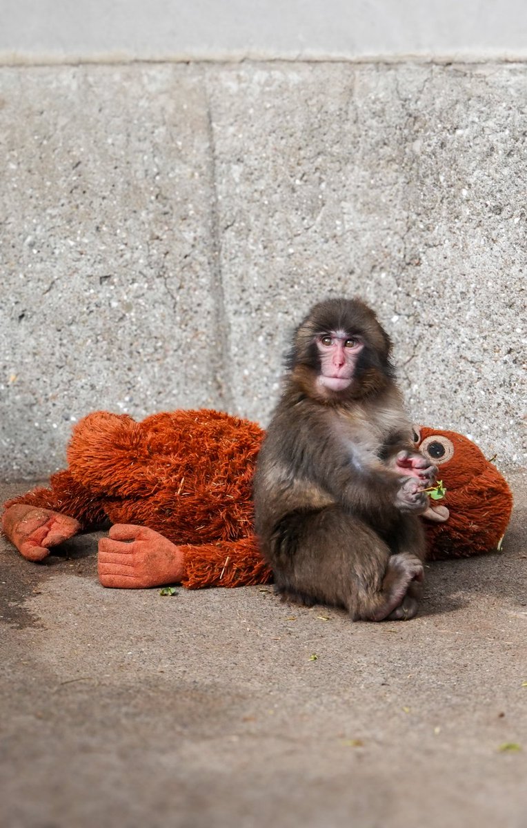 Wowhaha579jp's tweet photo. 今年一番かわいい写真 💕
パンチくん🐒
子ザルのパンチくんの大冒険🥰
#パンチくん #がんばれパンチ #市川市動植物園 #Punchi https://t.co/rTcwHTfBiA