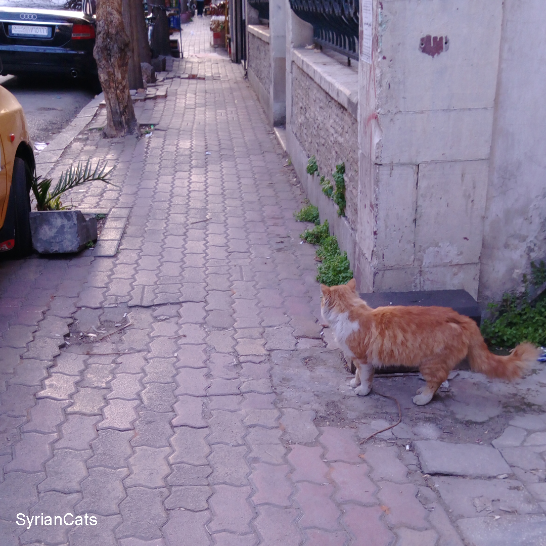 Syrian Cats tweet media