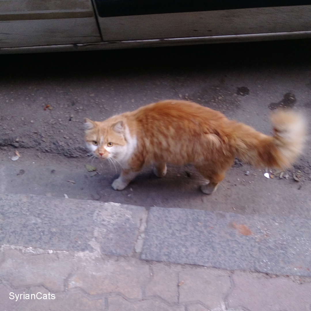 Syrian Cats tweet media