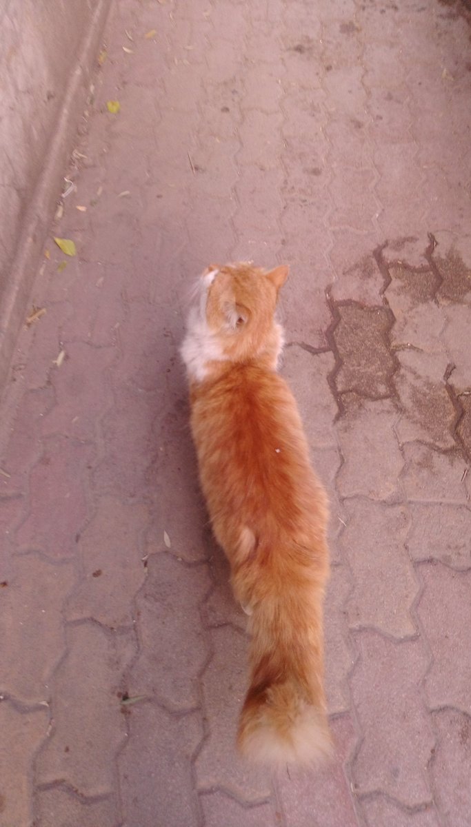 Syrian Cats tweet media