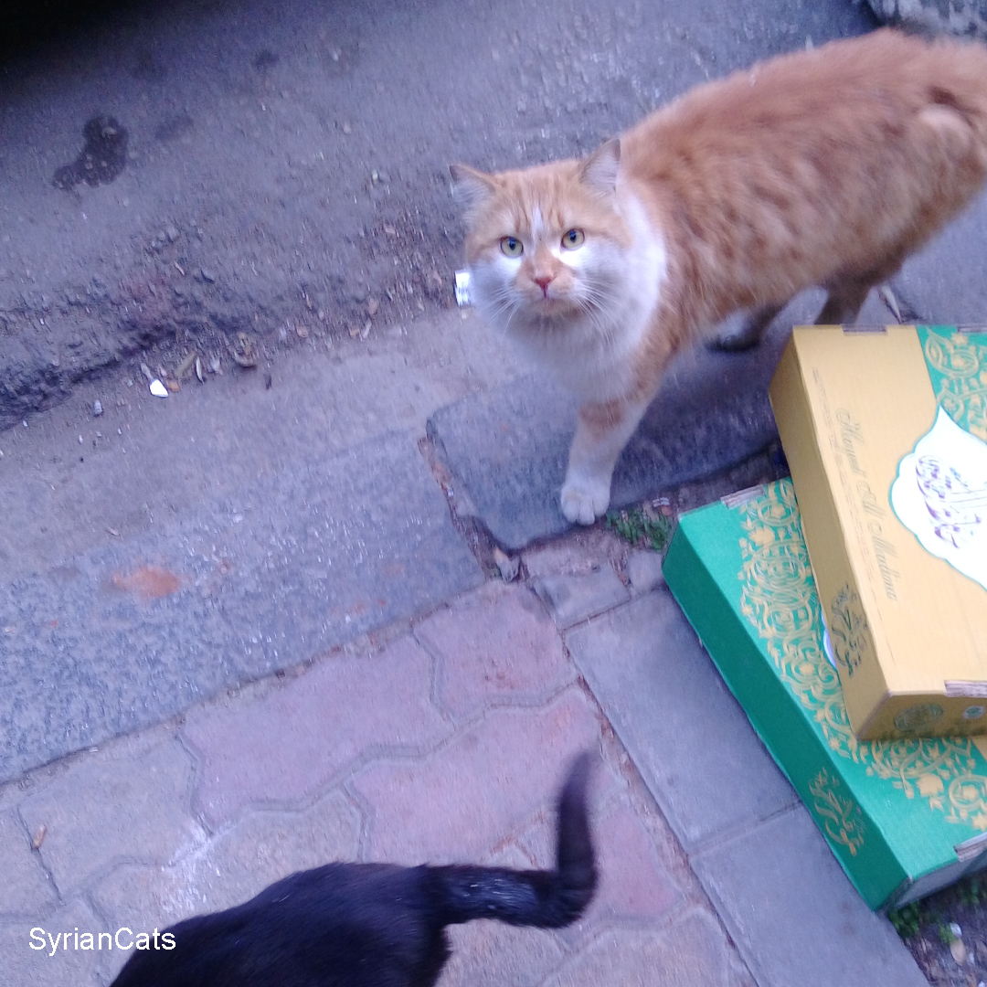 Syrian Cats tweet media