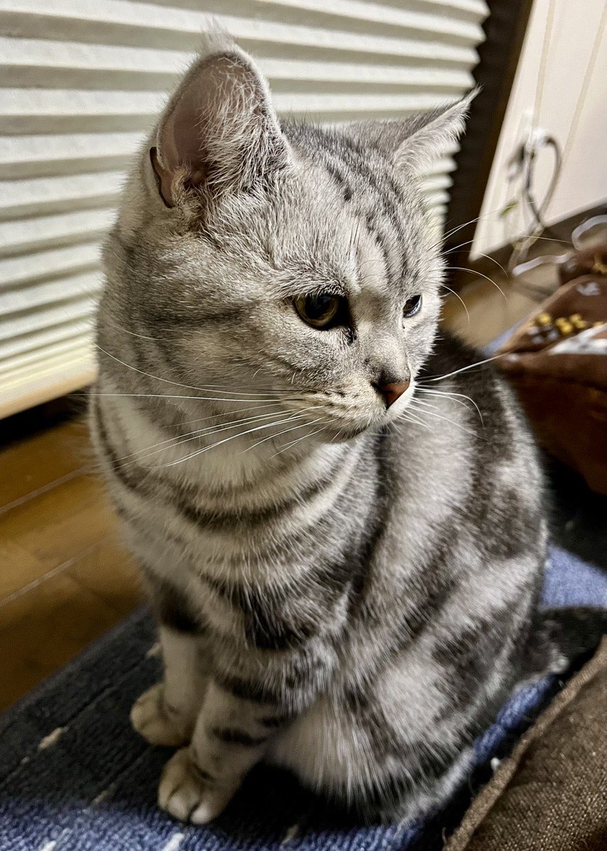 privateeye_pet's tweet photo. 【迷子猫を探しています‼️】

愛知県西尾市寄住町付近にて

2月10日ごろから行方不明になりました💦

目撃した方はリプライやDMをいただけますと幸いです🙇‍♂️

名前：ラズ
性別：オス（去勢済）
特徴：アメリカンショートヘア
　　　あまり鳴かない
　　　首輪なし
　　　体格普通
　　　
#迷子猫 #猫 #迷い猫 #愛知県 #西尾市 #寄住町 #拡散希望 #迷子ペットを守りたい