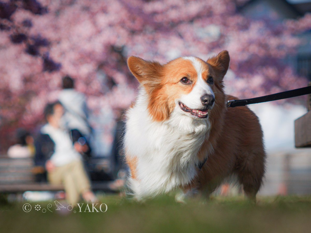 春を楽しむ𓂃◌𓈒𓐍 。 めっちゃ可愛い寄ってきて、なでてって寄ってき