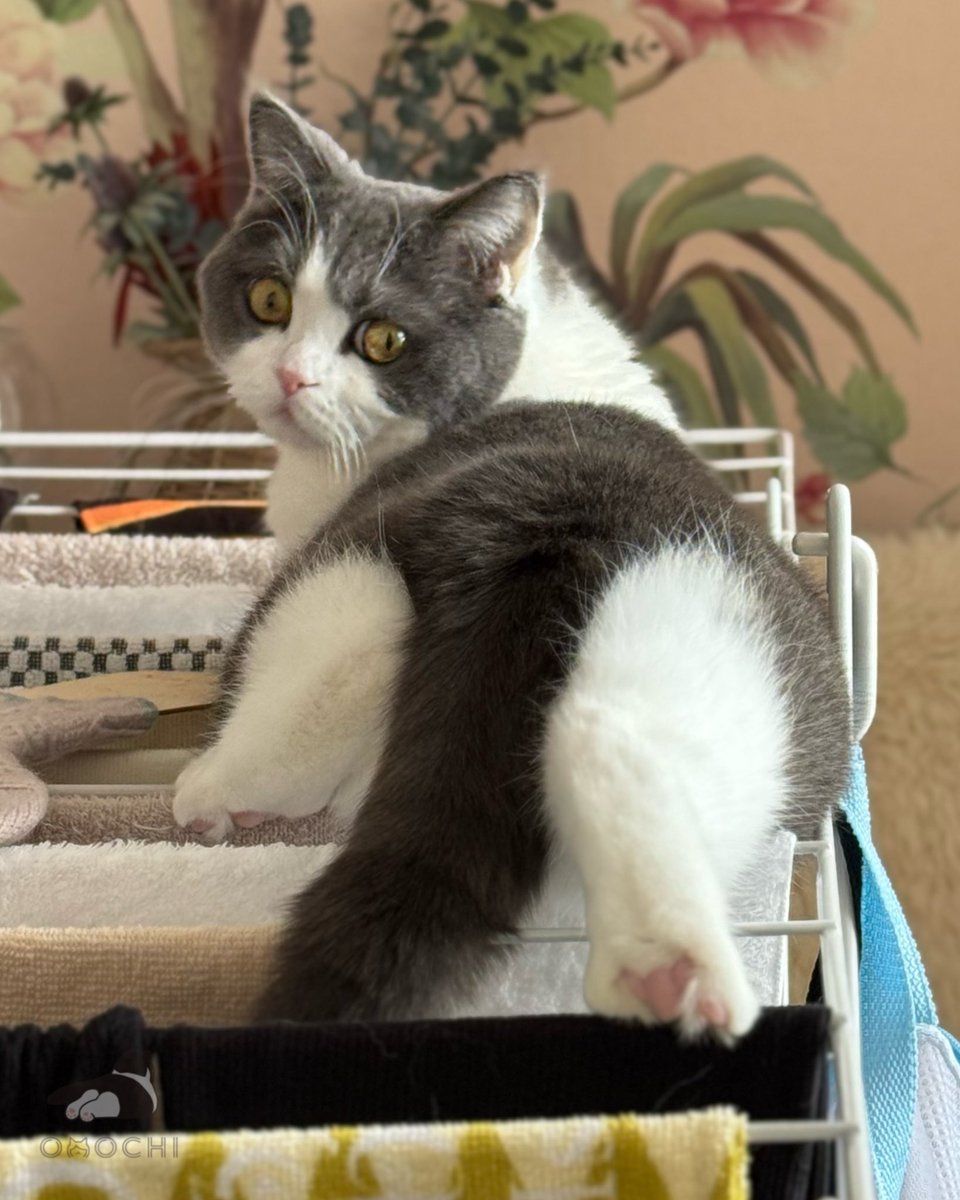 ライチ (@Raiti_01) / Posts / X