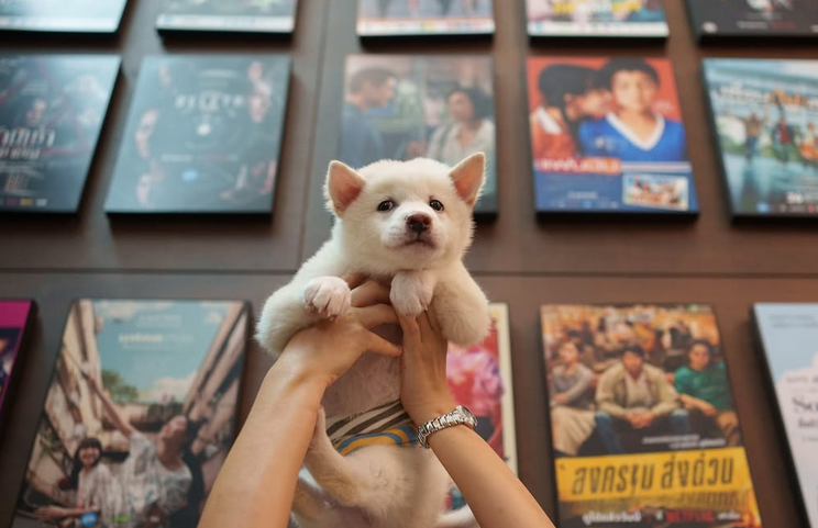 WatchmenID's tweet photo. Confirmed!

Gohan, film terbaru dari GDH, film tentang anjing, akan tayang di bioskop Indonesia. https://t.co/eUT4yGxMC6