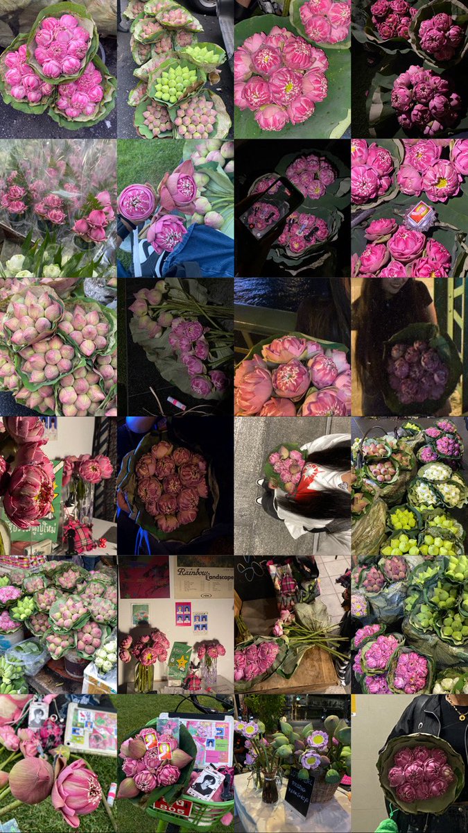 lotusholic girl 🪷