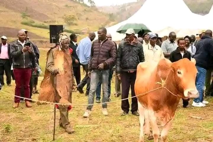 Bossyator's tweet photo. According to the Kipsigis Talai historian Mr David Tuwei, some Maasai from Purko clan came from Tanganyika in 1897 with some cows. They were heading to Baringo, reaching Angata Barigoi in Transmara a cow of one of them gave birth and the owner of the cow told a member of Kipsigis community living there to let the cow and its calf together with other cattle that included a bull to stay at his home until when the calf is strong enough to travel. The rest of the Maasai people travelled with their cows until they reached Tugen. These Maasai people from Purko clan called themselves Kaputie clan. When the owner of the cows returned to Angata to bring his cows, the owner of the homestead where he left the cows told him that some Kipsigis people stole the cows. The Maasai man told the Kipsigis people they should not have taken even his bull as such he cursed the Kipsigis that " Betok Kiruk" (you will not have leadership) here referring to all Kipsigis from 196 clans residing at Angata, Emurua Dikir, Chepalungu, Bomet, Bureti, Konoin, Sotik, Belgut, Anamoi, Kipkelion, Kuresoi, Nakuru among others areas.

and he went further to say that when the Kipsigis want him to forgive them they should give him a bull that will cross river Kipchorian. When the Kipsigis elders heard of this story, they started to look for the Kaputie people. They found them in Tugen and they told them about the story and they started looking for the family of the owner of the bull. In February this year some Kipsigis representatives went to Kaputie including David Tuei and they were told that the family whose cows were stolen in Angata was found. They came back and reported to the Kipsigis clan members. 

A date has set that on 26th April this year, elders from the Kipsigis community will take the bull to Baringo to seek truce with Kaputie clan. But before then, they've lost a bull already in a chopper crash, a reminder that the curse is still haunting the community seriously.