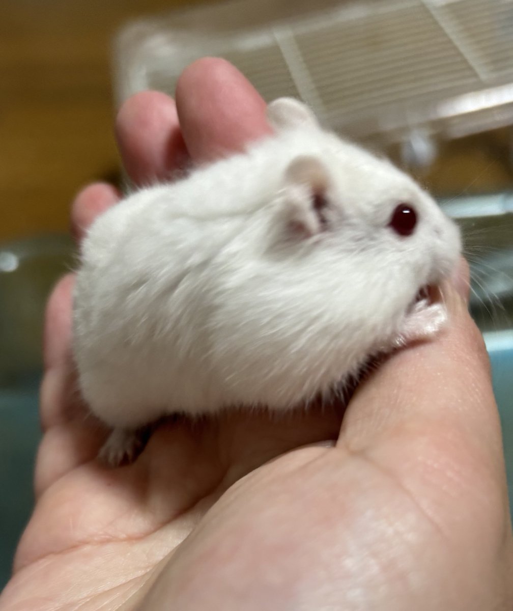 🍼 #ハムスター