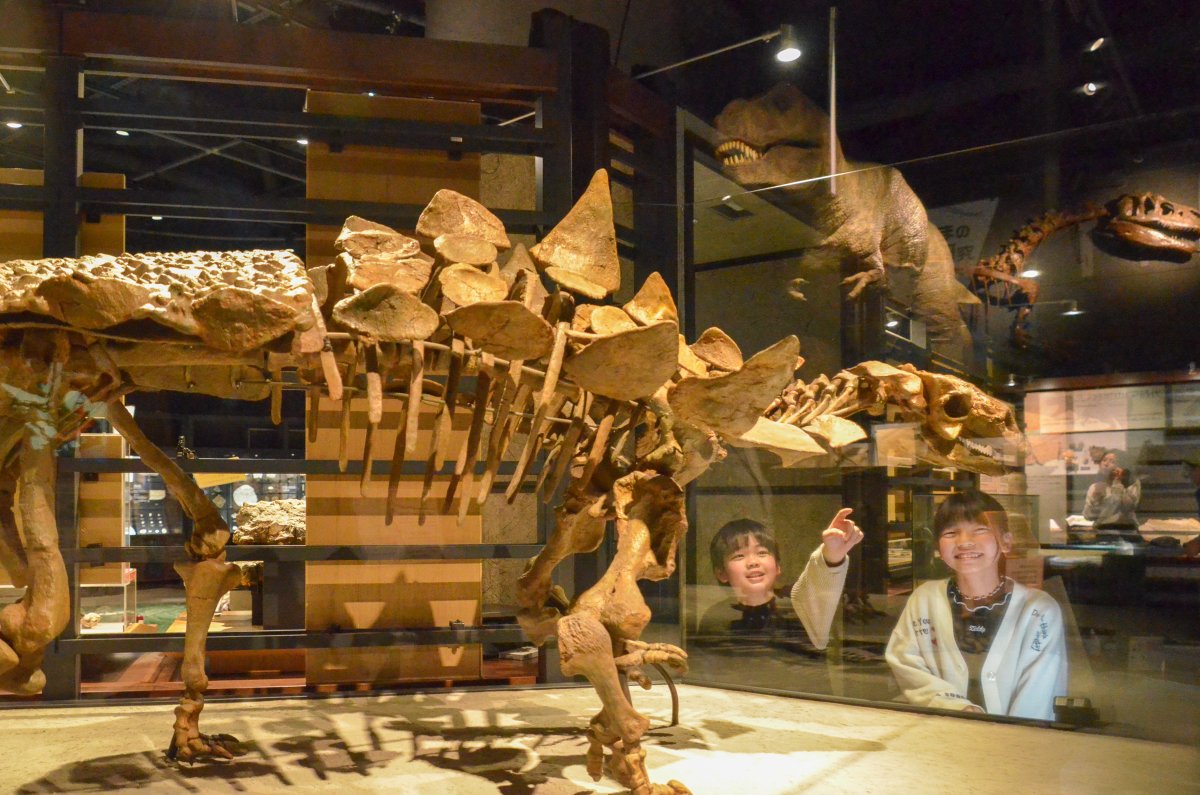 主な新展示「ガストニア ブルゲイ」 アンキロサウルス類（鎧竜類）の