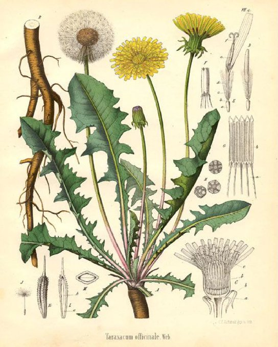 Ivermectinkart's tweet photo. Lab studies found that dandelion root extract killed up to 95% of certain cancer cells within 48 hours.

Here is what the research actually shows:

Researchers identified 4 mechanisms explaining how this happens:

1. It induces apoptosis (the process where cells self-destruct)

Cancer cells survive by switching this off.

Dandelion root activates caspase enzymes that switch it back on, triggering the cancer cell to destroy itself.

2. It disrupts mitochondrial membranes inside cancer cells directly - causing them to break down from the inside out.

3. It causes oxidative stress inside tumor cells specifically.

Cancer cells are already under higher metabolic stress than healthy cells, which makes them more vulnerable to this kind of damage.

This is why the extract appeared to target cancer cells more than healthy ones.

4. It contains polyphenols, flavonoids, and taraxasterol (compounds that reduce chronic inflammation)

Chronic inflammation is one of the main drivers of tumor growth, so reducing it matters.

Some research also suggests it may boost your immune system's ability to detect and attack abnormal cells.

Studies showed effects on leukemia, pancreatic, colon, and melanoma cells.

Now here is what most posts won't tell you:

These results came from petri dishes, not humans.

The extract used in labs is highly concentrated - not the same as drinking dandelion tea or taking a supplement off Amazon.

There are no large human clinical trials confirming these results yet.

So no, dandelion root is not a cancer cure (for now)

But the fact that a common plant compound can selectively trigger cancer cell death in a lab setting is exactly how drug research begins.

This is how most cancer treatments started - as a promising compound in a dish before years of trials turned it into medicine.

Educational purposes only. Not medical advice.