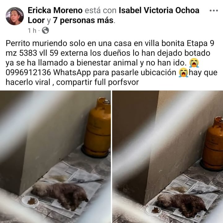 #VillaBonita #Guayaquil Perro muriendo solo, tutores lo habrían dejado botado. Ya se ha llamado a Bienestar Animal y no han ido, indican. SOS <a href="/alcaldiagye/">Muy Ilustre Municipalidad de Guayaquil</a> <a href="/taticoronelf/">TatianaCoronel</a> <a href="/Proanimal_gye/">ProAnimal_gye</a> <a href="/181Responde/">181 Responde</a> <a href="/segura_ep/">Segura EP - C5GYE</a>