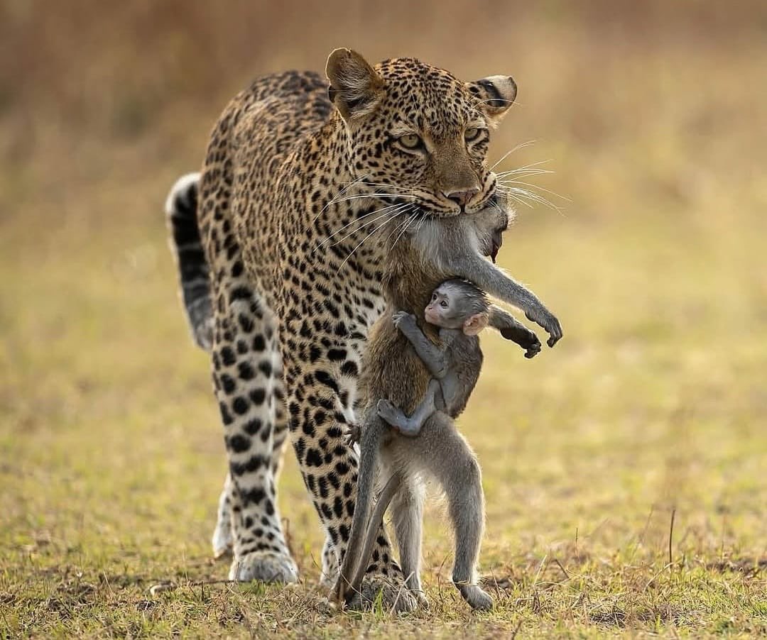 ishasharma888's tweet photo. Yall talking about #PunchMonkey while this photo exist: https://t.co/6nhit0nVZE
