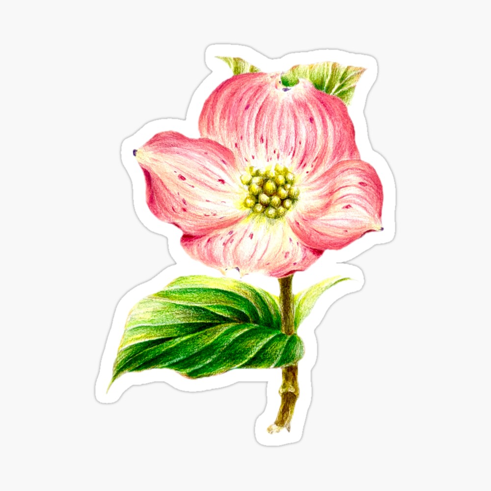 QamarArt's tweet photo. Add a touch of spring to your laptop or journal! 🌸✨

My hand-drawn Pink Dogwood flower sticker is now available. Durable, vibrant, and perfect for nature lovers. 🌿

🛒 Shop: https://t.co/jUyyCjLh3C

#Dogwood #Stickers #Redbubble #Floral #Journaling #Art https://t.co/UyuVZoB3zS