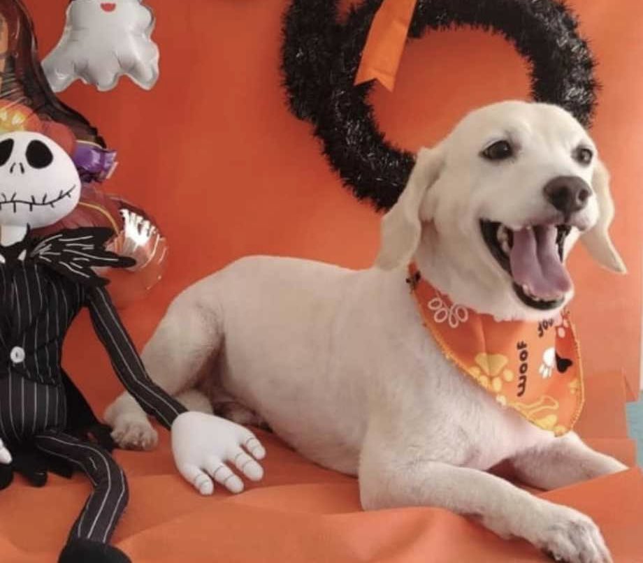 se perdió este perrito su nombre es Tito  tiene 8 años  me pueden ayudar a  encontrarlo  en el parque industrial Comfamiliar 2    a las 14 :09 PM si saben me pueden llamar 3225187074 #pereiraenvivo