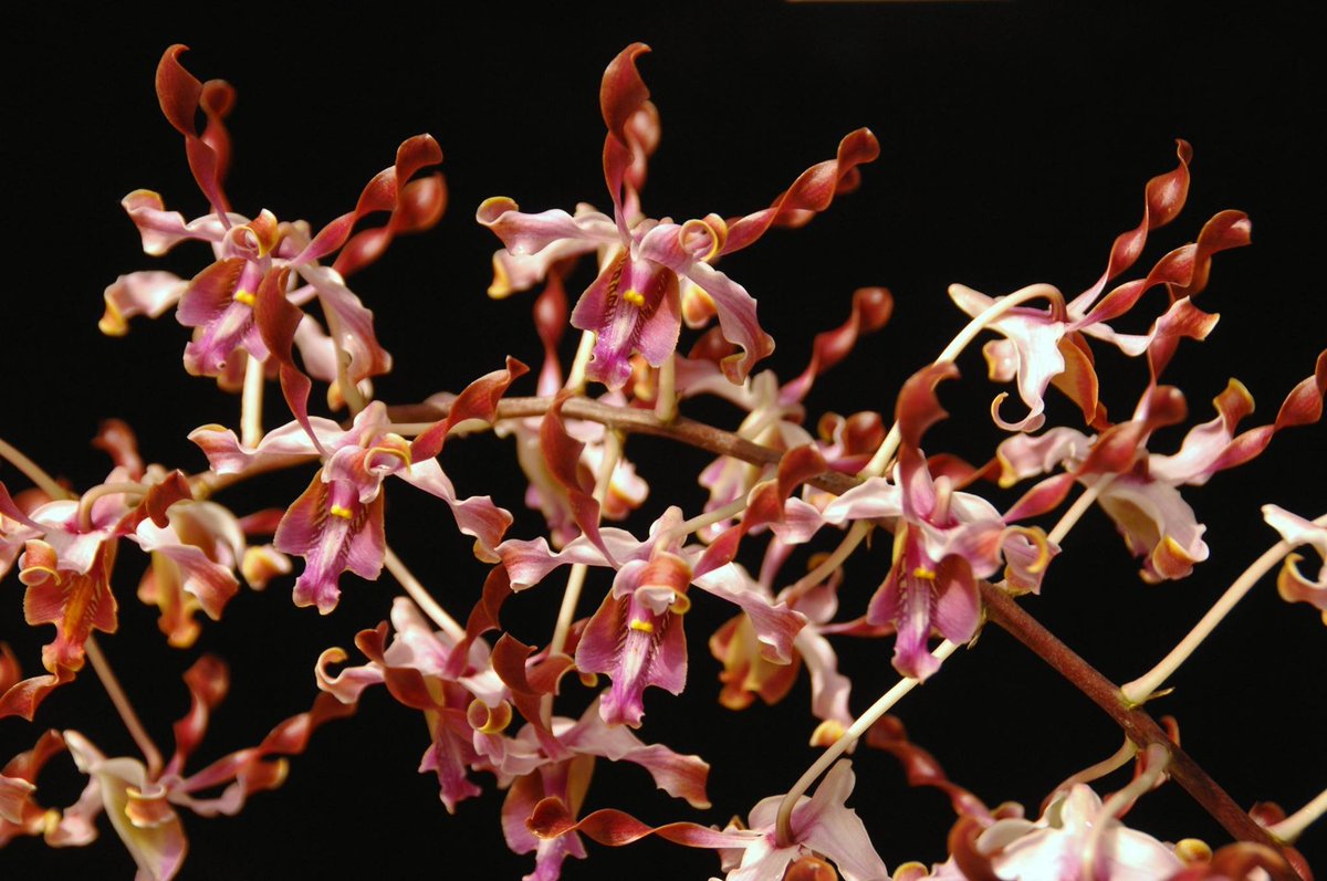 bryancsk's tweet photo. Singapore likes breeding custom orchids and a diplomatic hat trick is to name them after visiting VIPs.  One favourite morphology is the Dendrobium Margaret Thatcher -- it's the most twisted (and sexy[?]) orchid I have ever seen. https://t.co/erKMQUtSZB