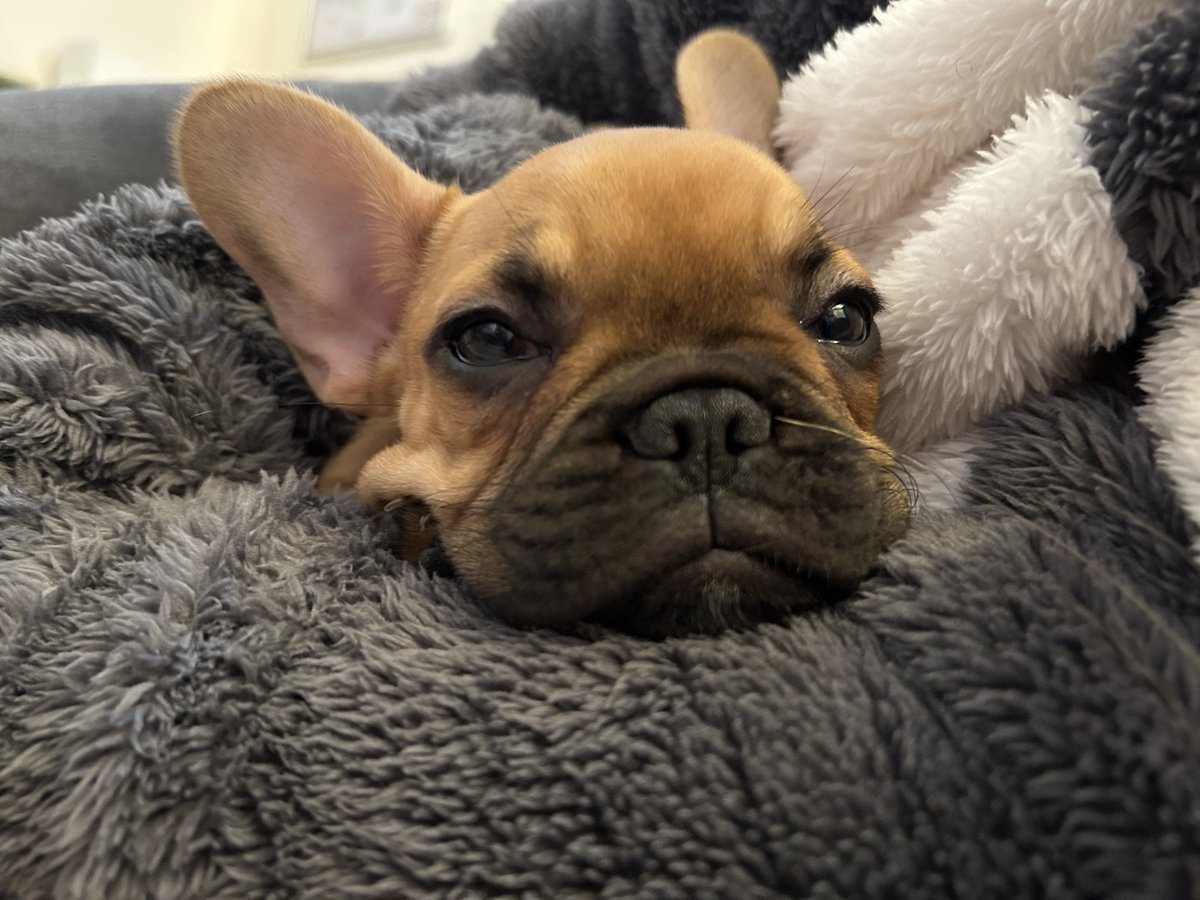 家に新しい仲間が来ました