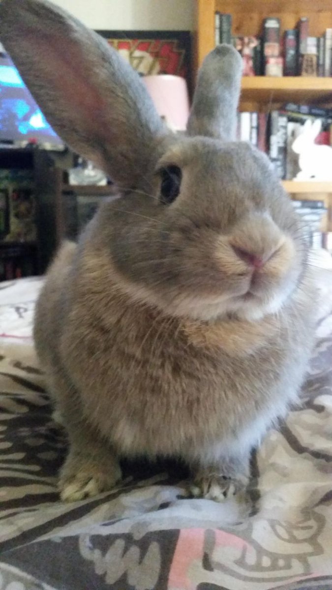 TeppTheSuccuBun tweet media