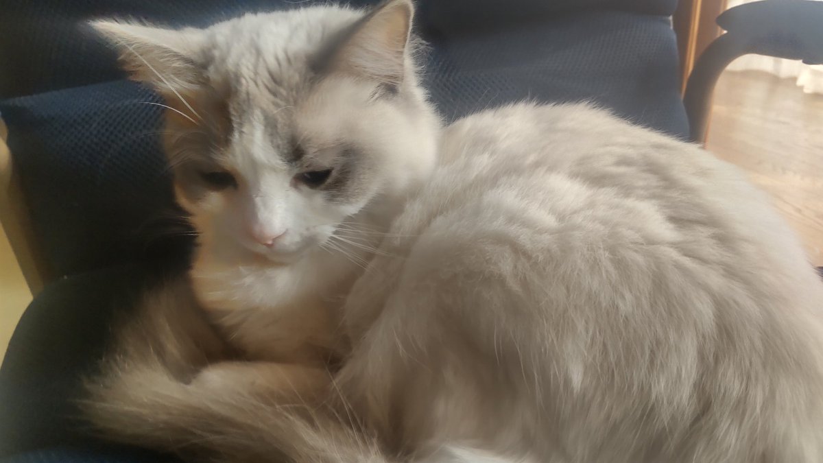 ぐるとりー tweet media