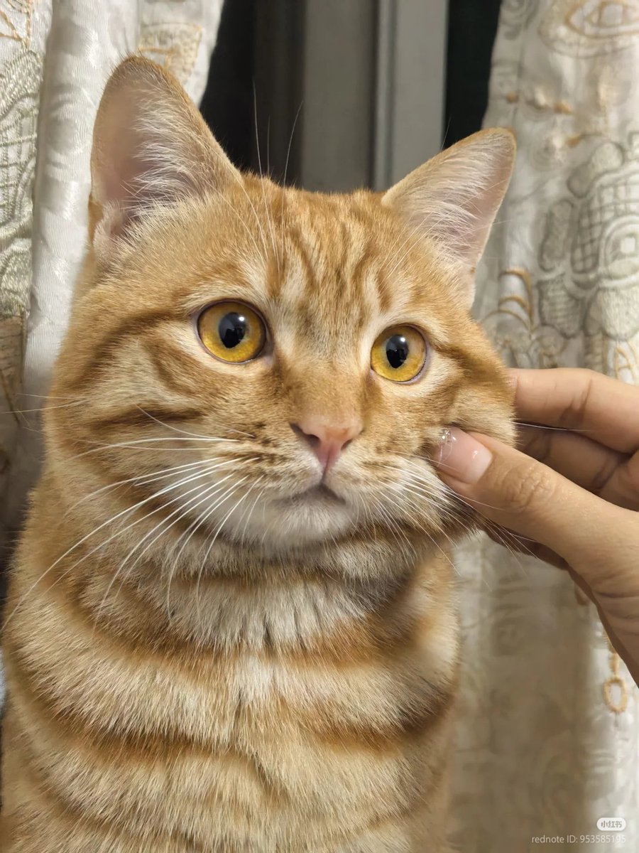 No Context Cats tweet media