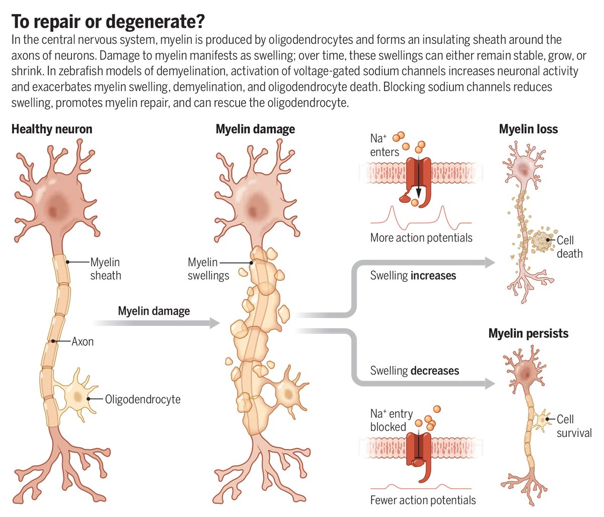 Science Magazine tweet media