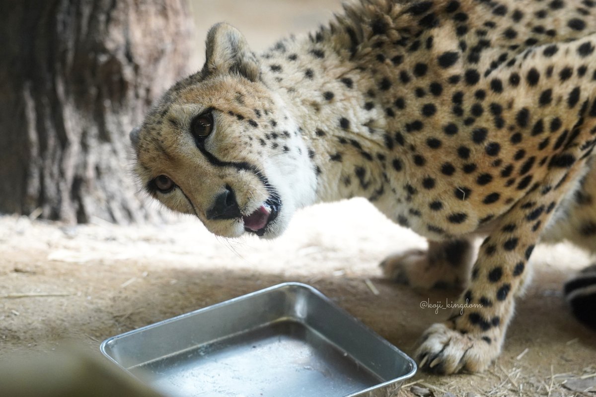 誕生日ケーキ🎂
Happy 6th Birthday🎉
ペロリと完食しました♪

photo 2026.03.02📷️
#しばふちゃん #姫路セントラルパーク