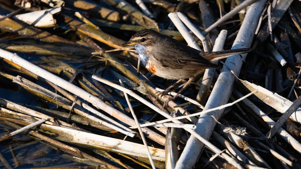 Pili Rius tweet media