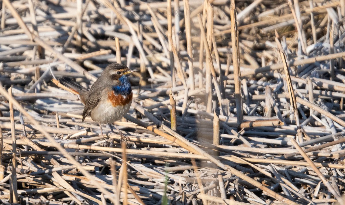 Pili Rius tweet media