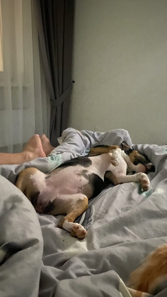 Эта собачька живет свою лучшую жизнь 🤪