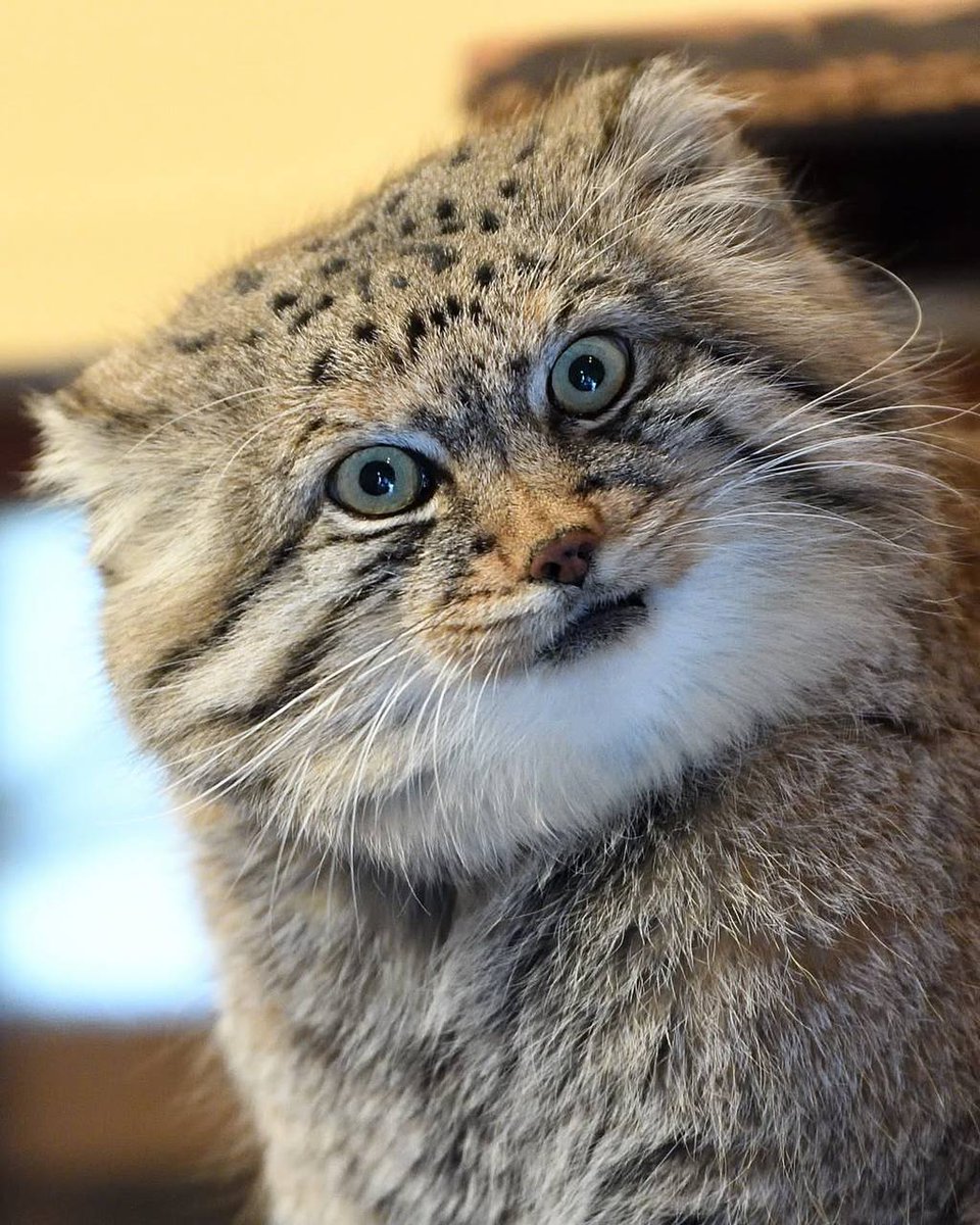 Daily Manul (@dailymanul) on Twitter photo 