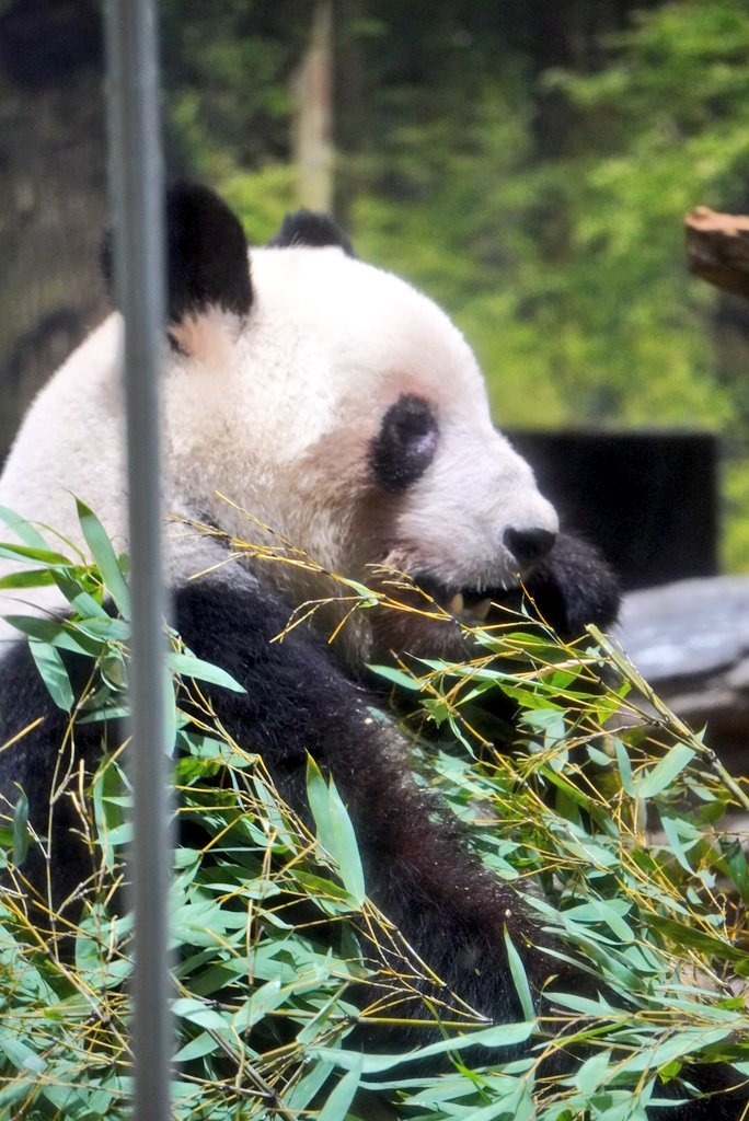 ちゃた tweet media