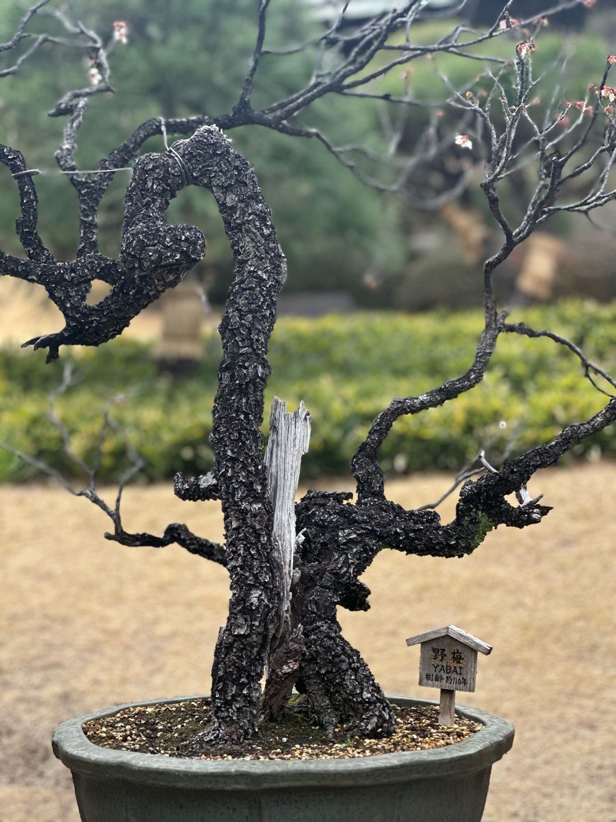 家業とほぼ同い年の野梅を見て、全体としては生き続けているが、部分的