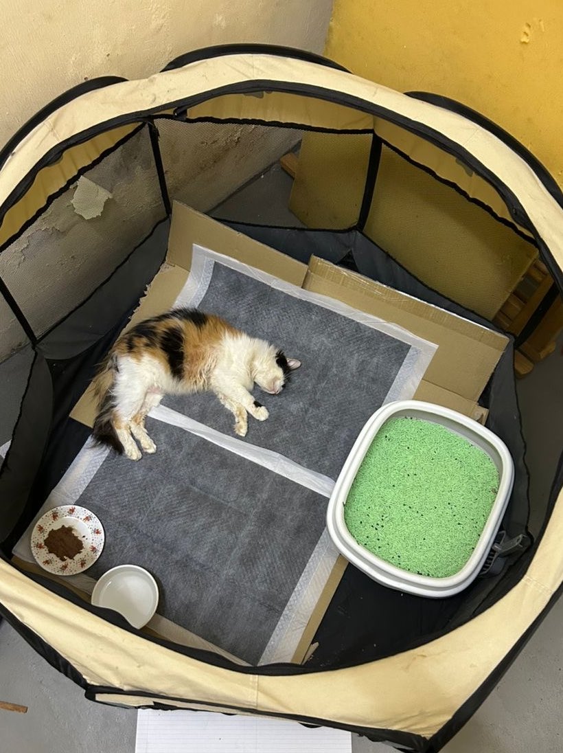 <a href="/StrayFreeFndn/">Stray Free Foundation</a> <a href="/FiskaYenitaFK_/">𝐦𝐢𝐨𝐰🐾</a> <a href="/kyril_graguks/">Kyrilescobar#Rakyat#Haiwan</a> <a href="/AimanAirin2/">NegaraKuTanahAir 🇲🇾</a> <a href="/nabilfikran10/">𝐁𝐞𝐥𝐥𝐚 𝐇𝐚𝐝𝐢𝐝𝐧’𝐭 🎸</a> <a href="/yemmeow/">emma</a> <a href="/ninashakirax/">🪵</a> <a href="/ManjitSinghG5/">M.S.G.S</a> <a href="/samantha_cavill/">Samantha Cavill</a> <a href="/itsybitsymin/">min min 🐱</a> <a href="/AmeeRamly/">Se-konyong🇵🇸</a> <a href="/EHNathasia/">E.H. Nathasia</a> <a href="/hannnybunnyyy/">HermioneJG🦄</a> <a href="/heavensdew_co/">𝐩𝐮𝐭 ᰔᩚ</a> <a href="/fatyhax/">ricebunny</a> <a href="/whisperforpaws/">shahirah</a> <a href="/chsannn_/">San</a> Update as of 14:00 02/03/2025:

Dana terkumpul = RM0.00
Dana diperlukan = RM313.00

Still no fund received. Hope anyone see this can repost &amp; help Baby 🥹 yang dah repost thank you so muchhh ✨