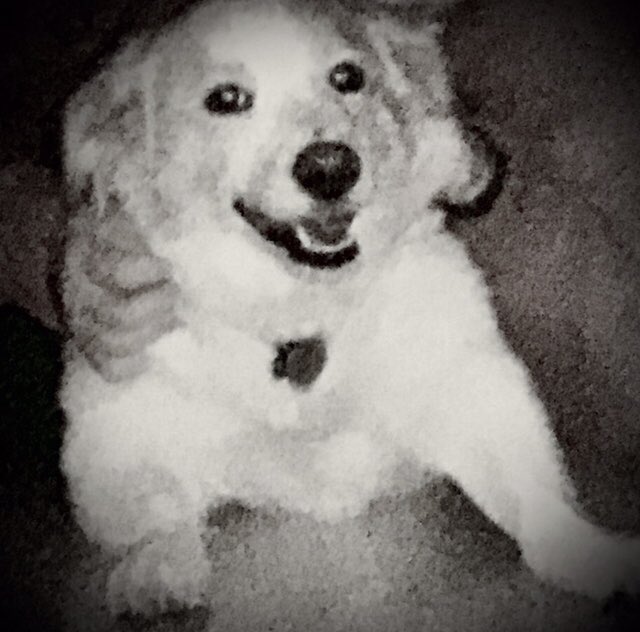 TurtleRaiser's tweet photo. @tbzill Aww, that was my doggo’s name. Still miss her. https://t.co/3DcZ4LLpF8